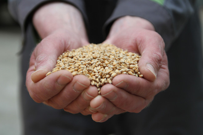 Winter Wheat (Viscount). Photographer - Matt Cartney. Crown Copyright.