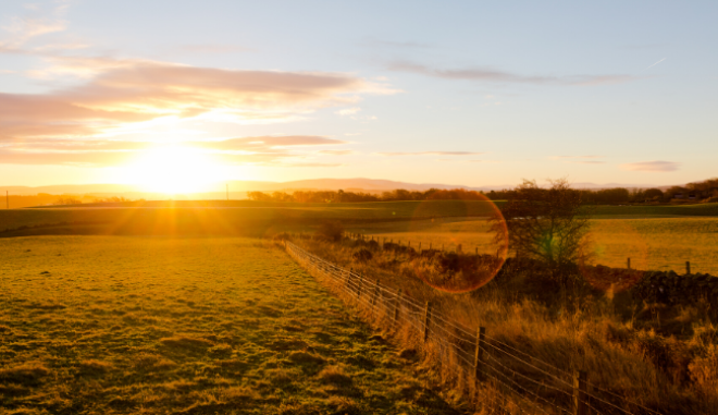 Field at sunset