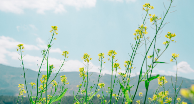 flowers in field