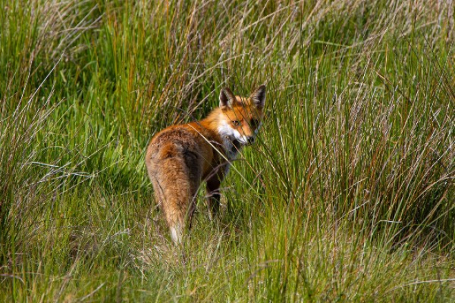 Fox in grass