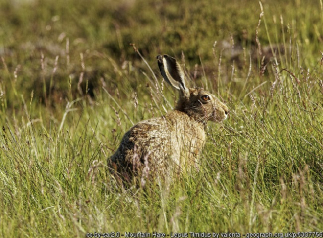 Mountain Hare