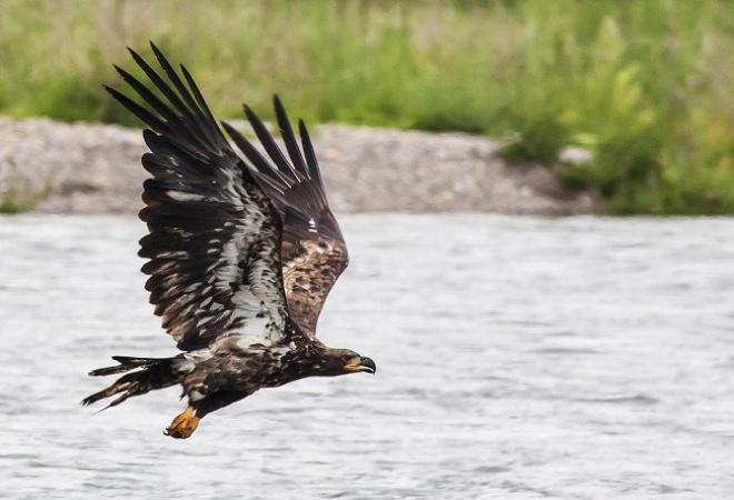 Golden eagle flying