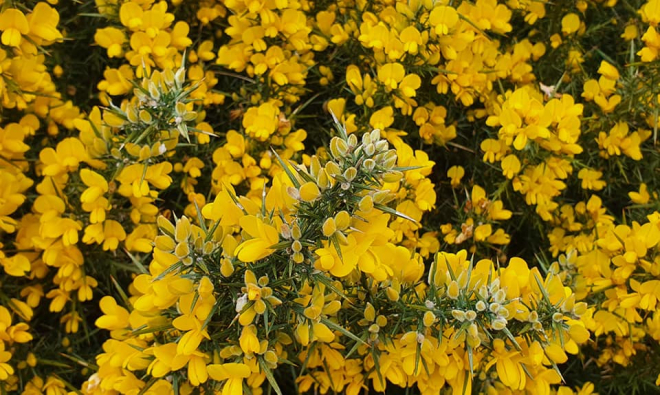 Close up of gorse bush