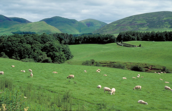 sheep in field with trees