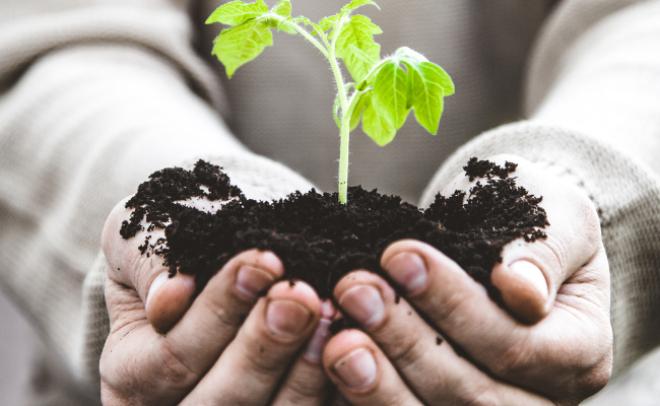 Hand holding plant