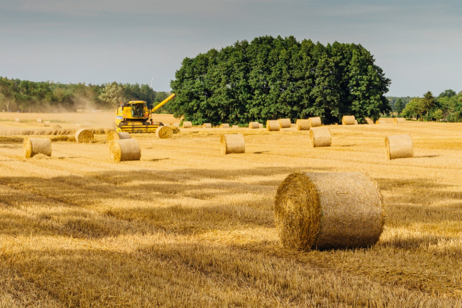 Hay in the field