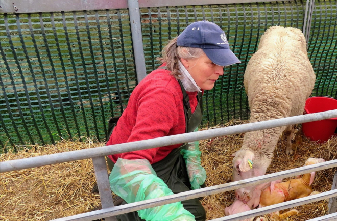 Female farmer with sheep during lambing