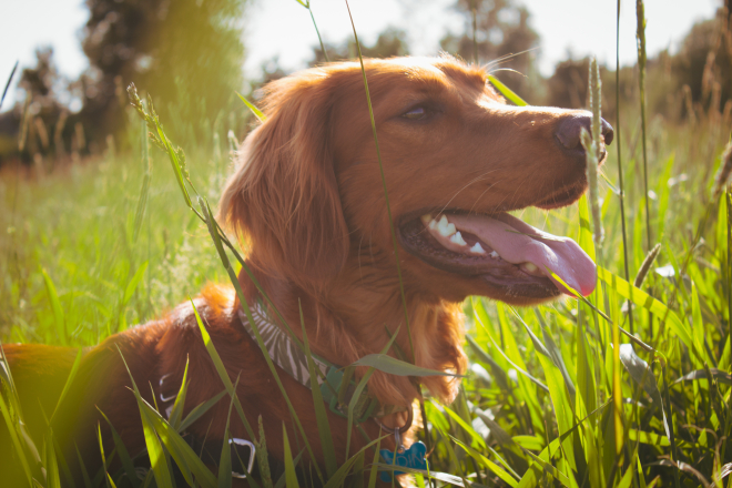 Dog in a field