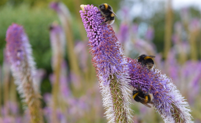 Bess on flower