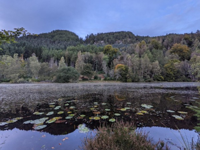 Pond and trees