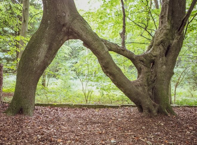 Tree of the Year 2018 Nellie's Tree (Photo: Rob Grange / WTML)