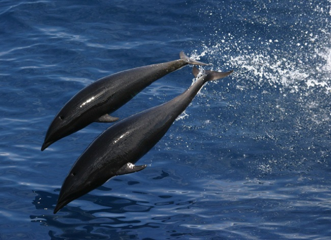 Dolphins jumping out of water