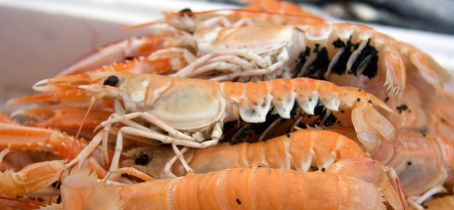 close up of langoustines