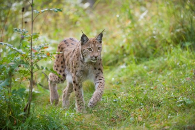 European lynx (Felis lynx) adult female walking through woodland, Norway © scotlandbigpicture.com