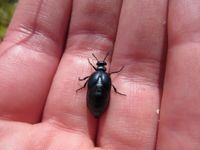 rare short necked oil beetle 