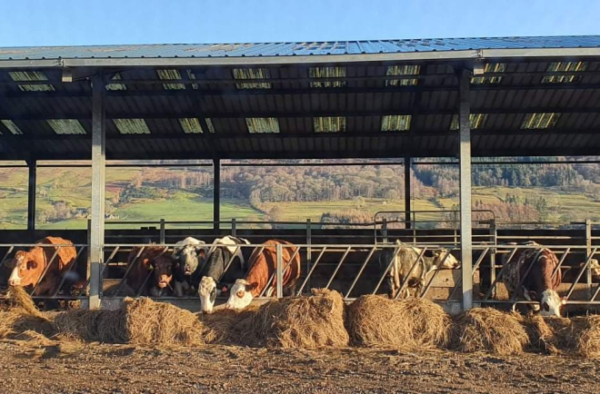 Cattle in farm building 