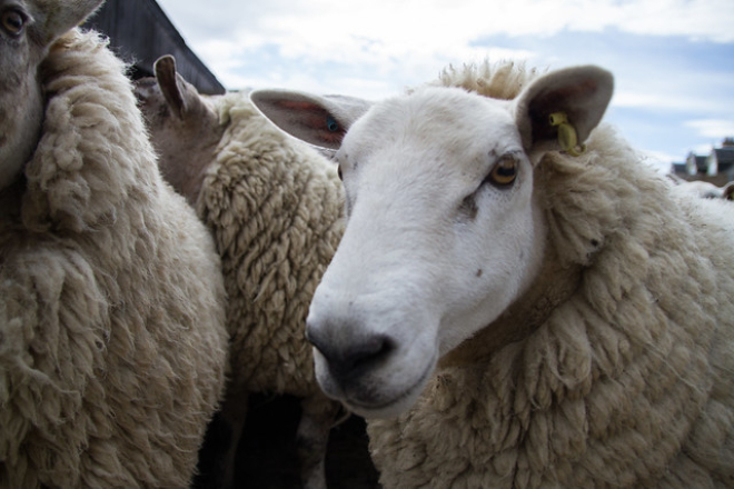 Sheep being herded by farmer for shearing. Crown copyright. Photographer - Barrie Williams.