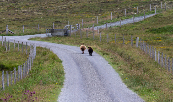 Two sheep walking along rural road © Rural matters