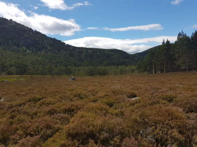 Forested hillside in background with heather-covered moorland in foreground