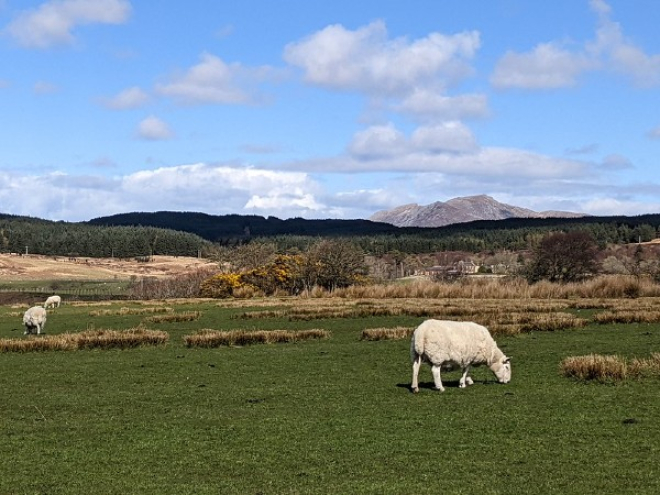 Sheep and Goatfell