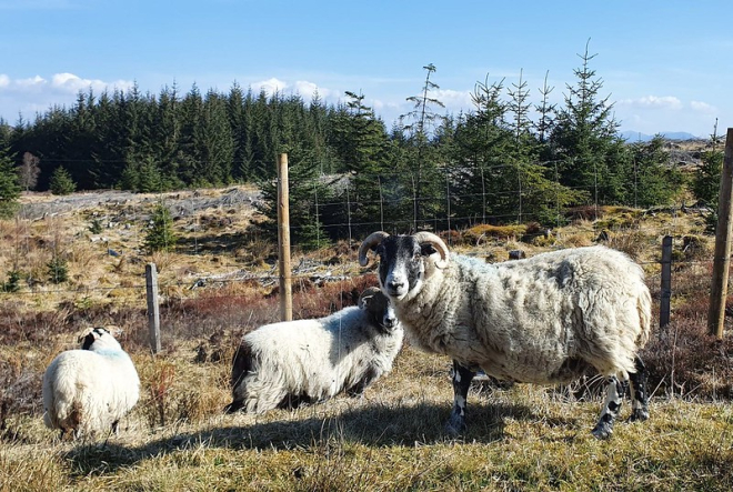 Sheep in the village