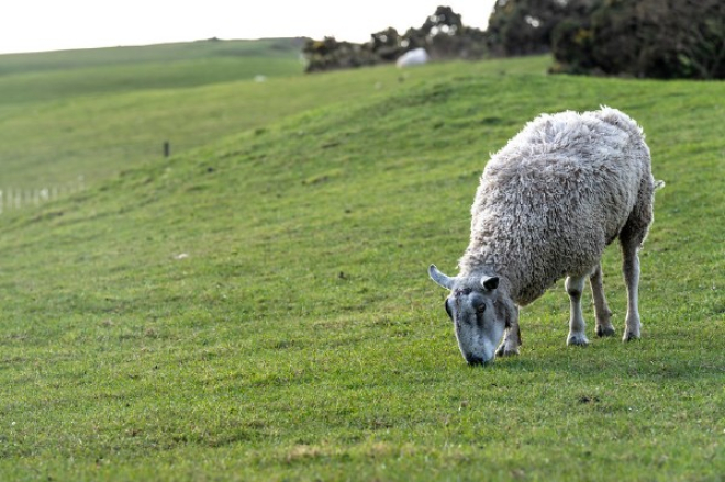 Sheep in field