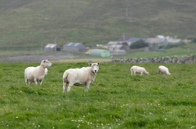 Sheep, Shetland. Crown copyright. Photographer - Barrie Williams.