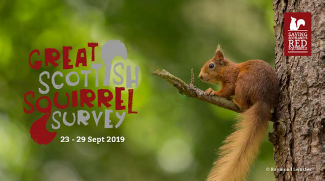 Red squirrel in tree with text 'Great Scottish Squirrel Survey'