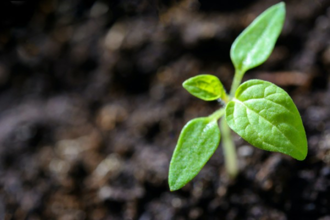 Soil and green plant