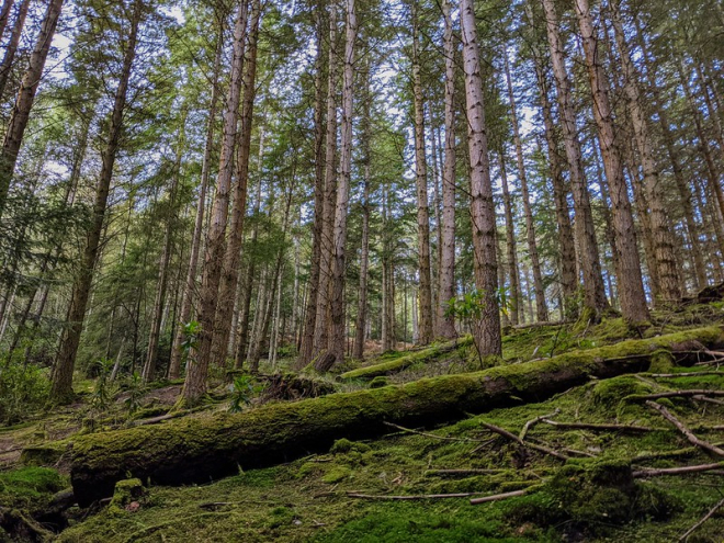 Woods in Perthshire 