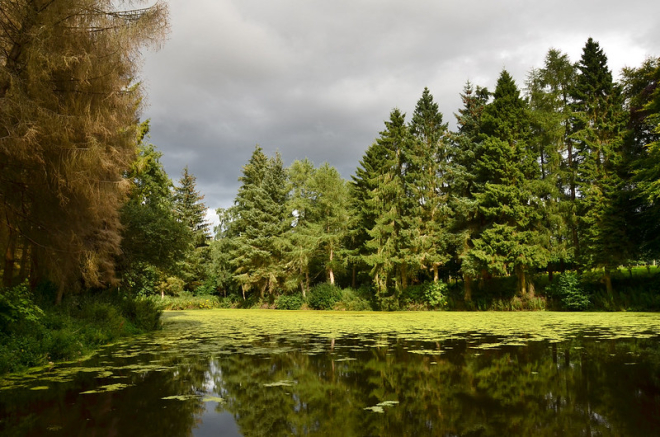 Trees and lake