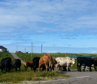 Cattle on the roadside in North Uist