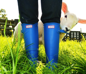 Lamb in field hiding behind farmers legs