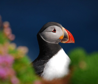 Puffin