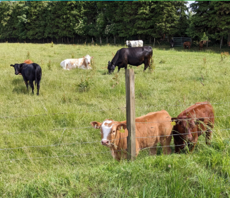 Livestock in field, Aberdeenshire