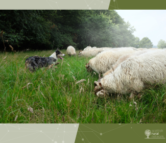 sheep dog herding demonstration by CaraMaria