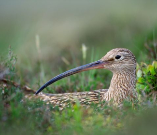 Curlew hiding in grass