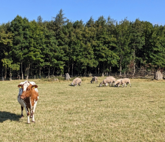 Livestock in a field on a sunny day